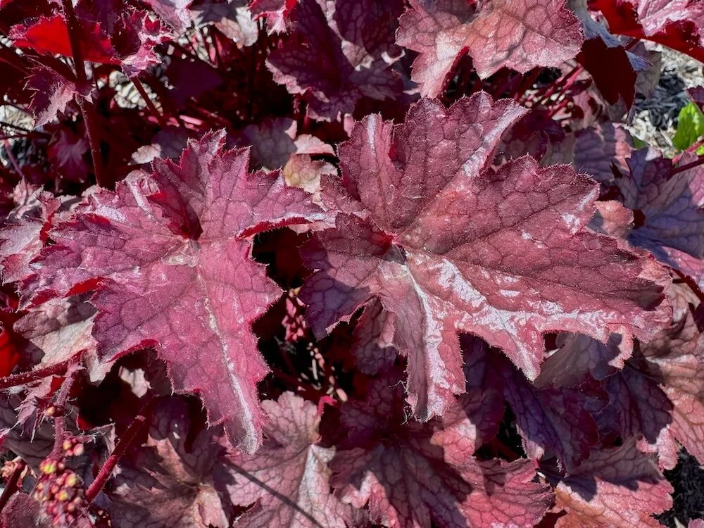Heuchera 'Amethyst Mist' 01.jpeg