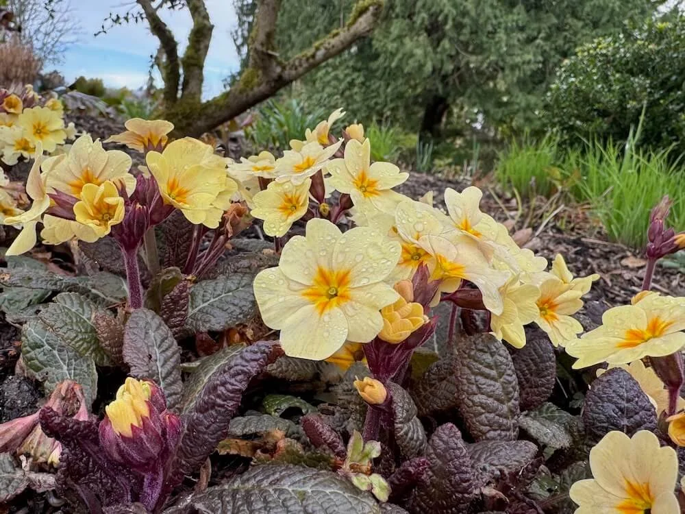 Primula vulgaris 'Prima Bella Creme' 02.jpeg
