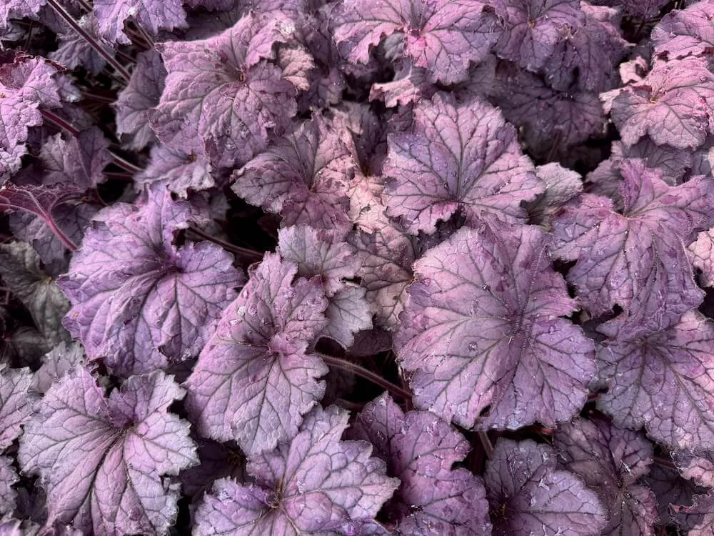 Heuchera x villosa 'TNHEUGA' 02.jpeg