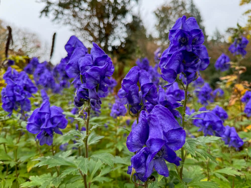 Aconitum carmichaelii (wilsonii group) 'Barkers Variety' 02.jpeg
