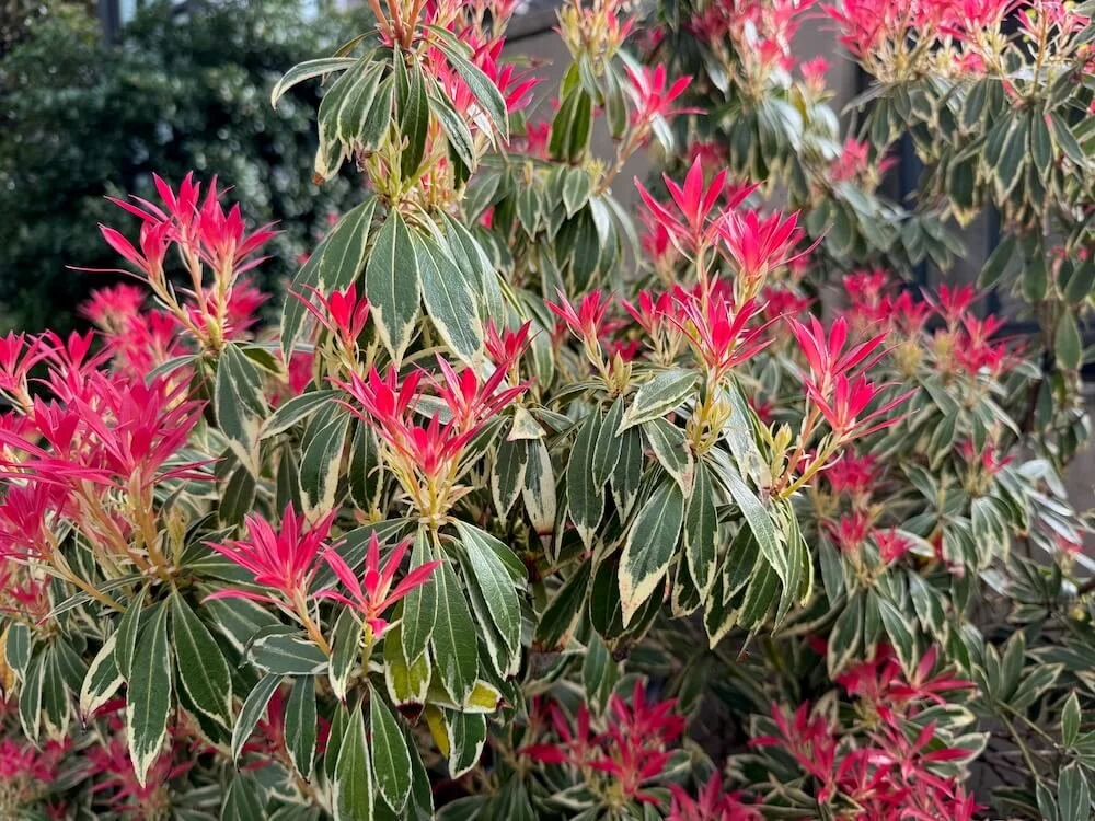 Pieris japonica 'Flaming Silver' 07.jpeg