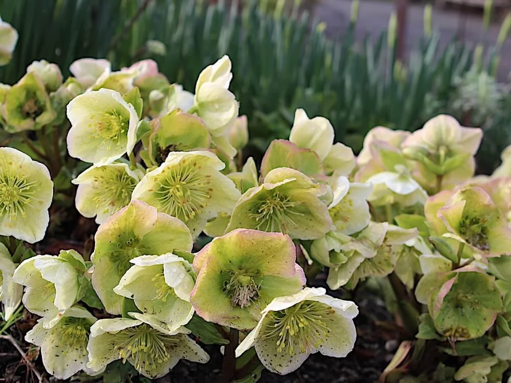 Helleborus x nigercors HGC 'Green Corsican' 02.JPG