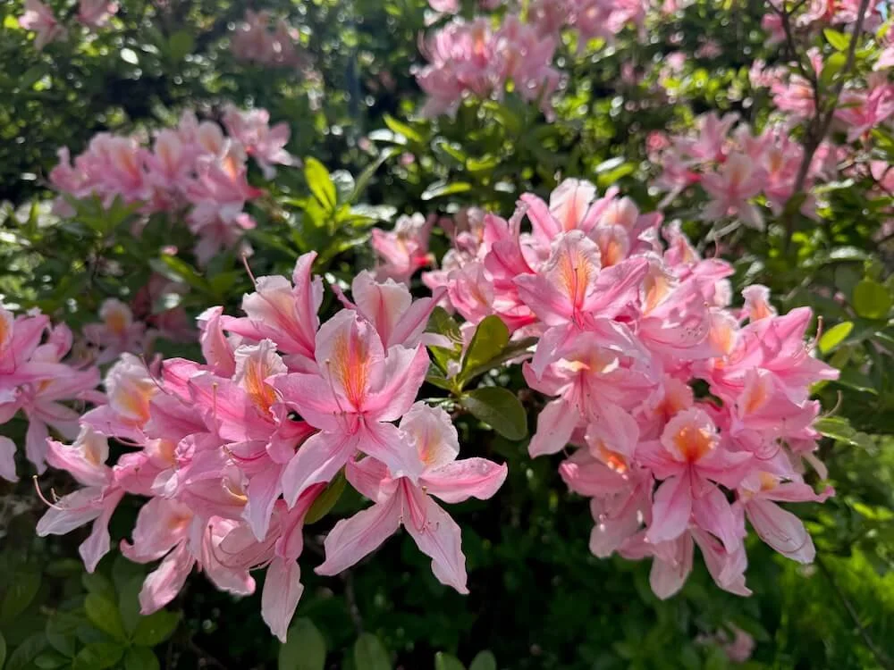Rhododendron occidentale 'Irene Koster' 05.jpeg