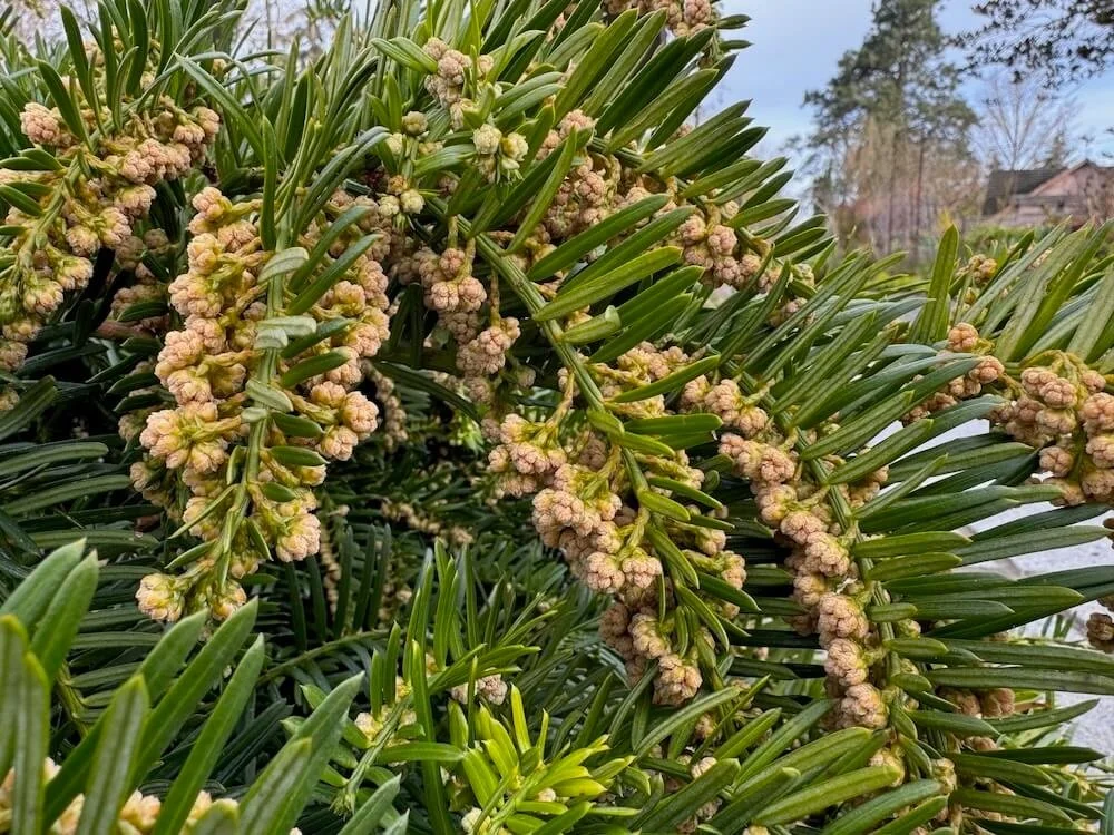 Cephalotaxus harringtonii 'Prostrata' 01.jpeg