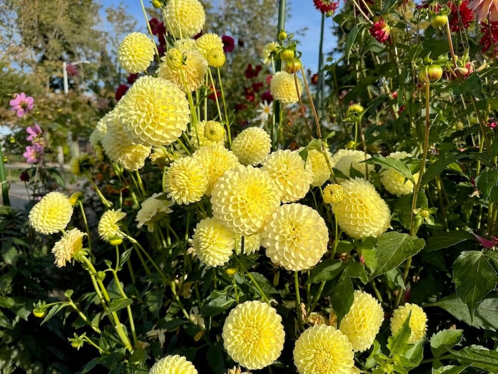 Dahlia 'Barbarry Primrose' 03.jpeg