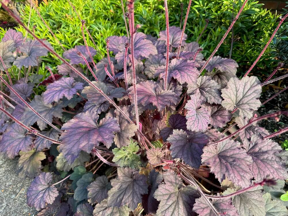 Heuchera 'Frosted Violet' 03.jpeg
