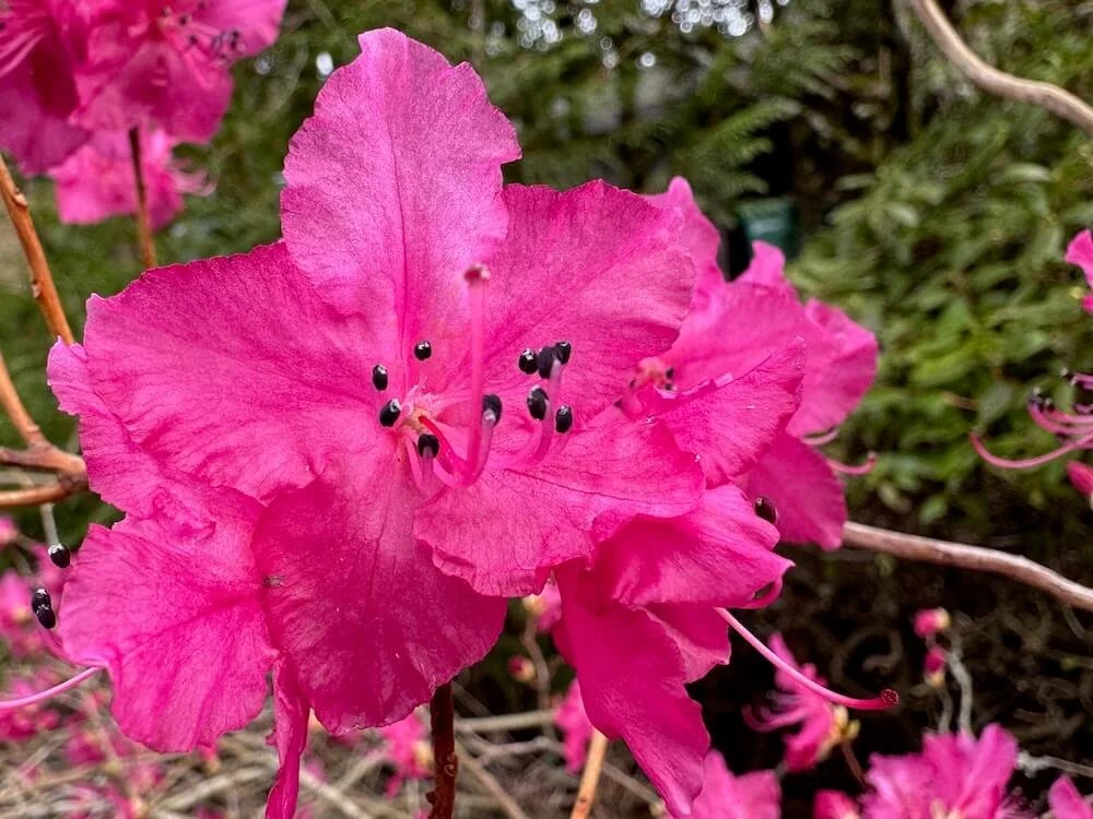 Rhododendron mucronulatum 01.jpeg
