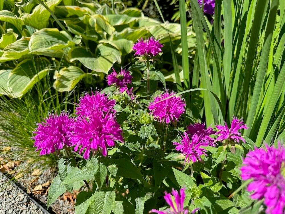 Monarda didyma Grand Parade 'Acrade' 02.jpeg