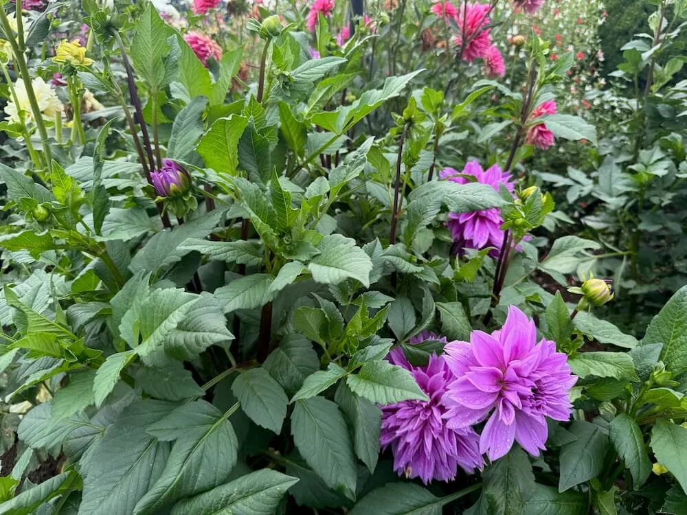 Dahlia 'Lilac Time' 06.jpeg