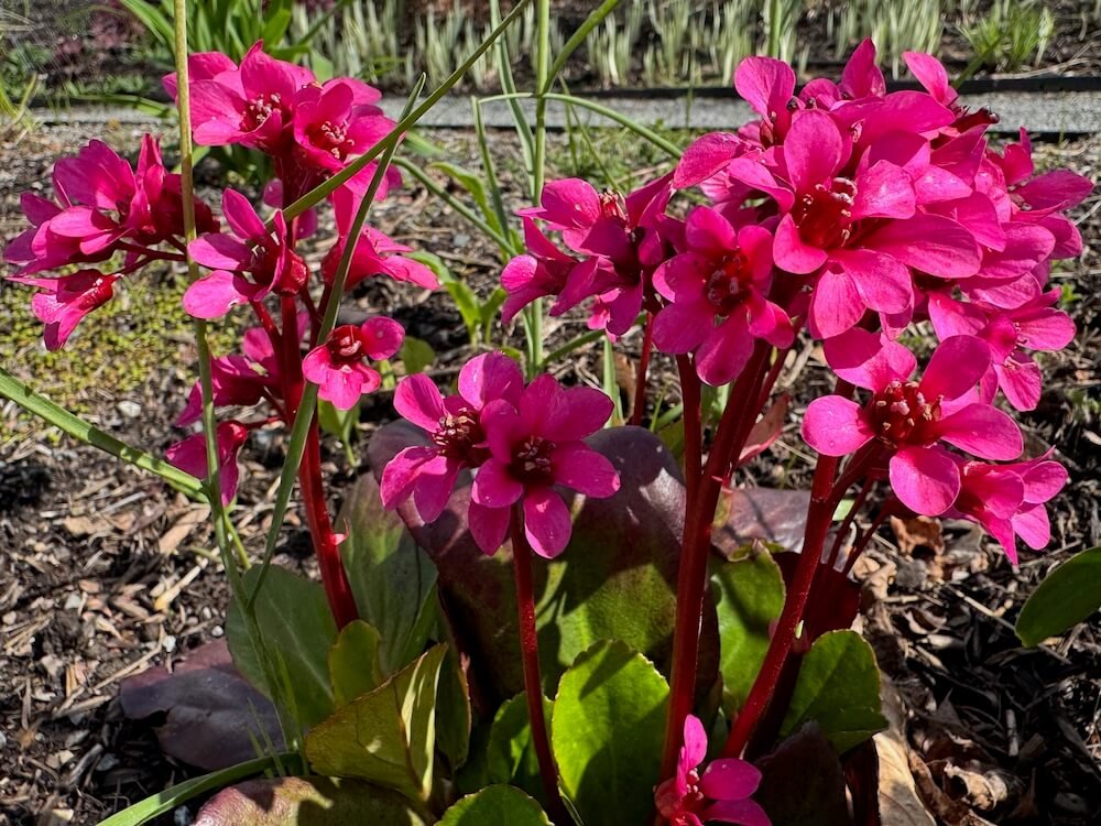 Bergenia 'Abendglut' 03.jpeg