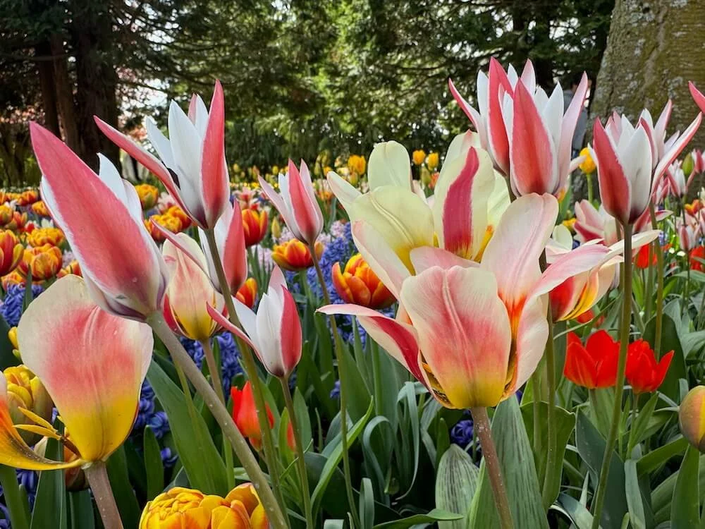 Tulipa clusiana 04.jpeg