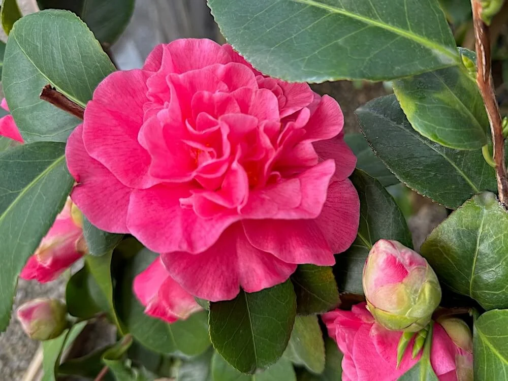 Camellia japonica 'Spellbound' 02.jpeg