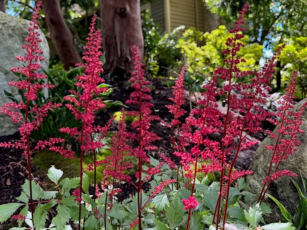 Astilbe japonica 'Red Sentinel' 02.jpeg