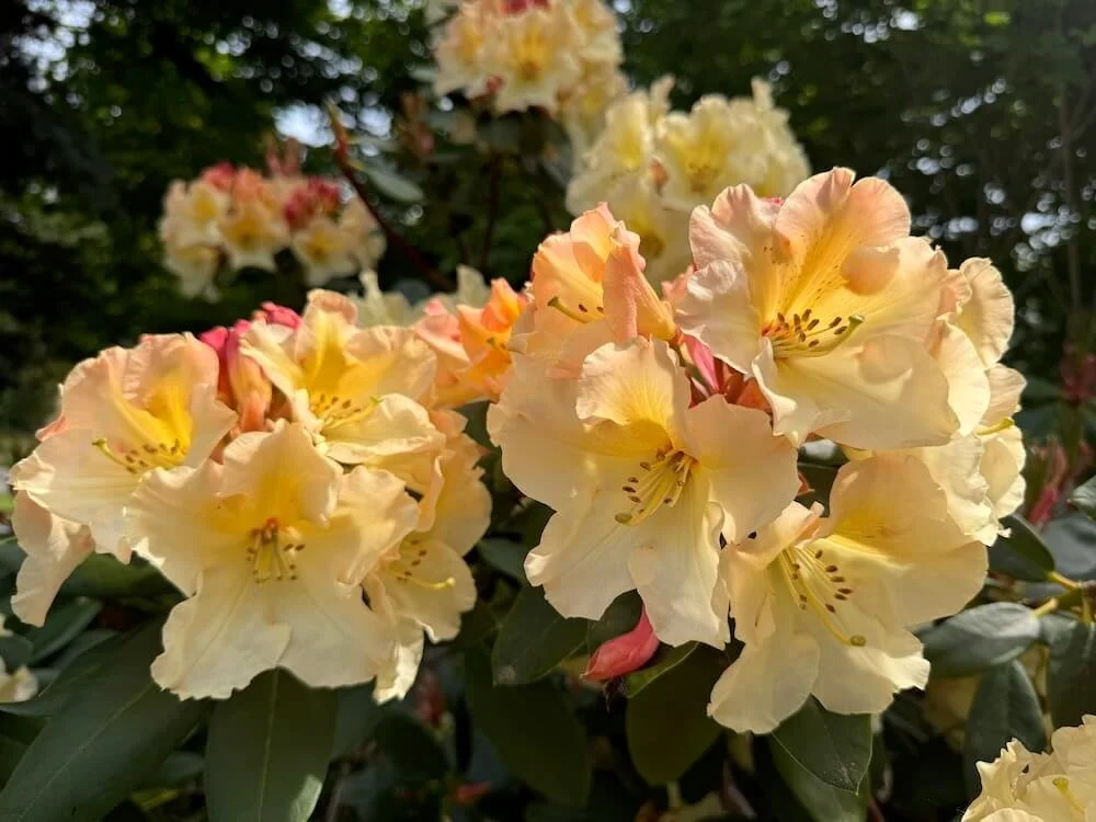 Rhododendron 'Evening Glow' 05.jpeg