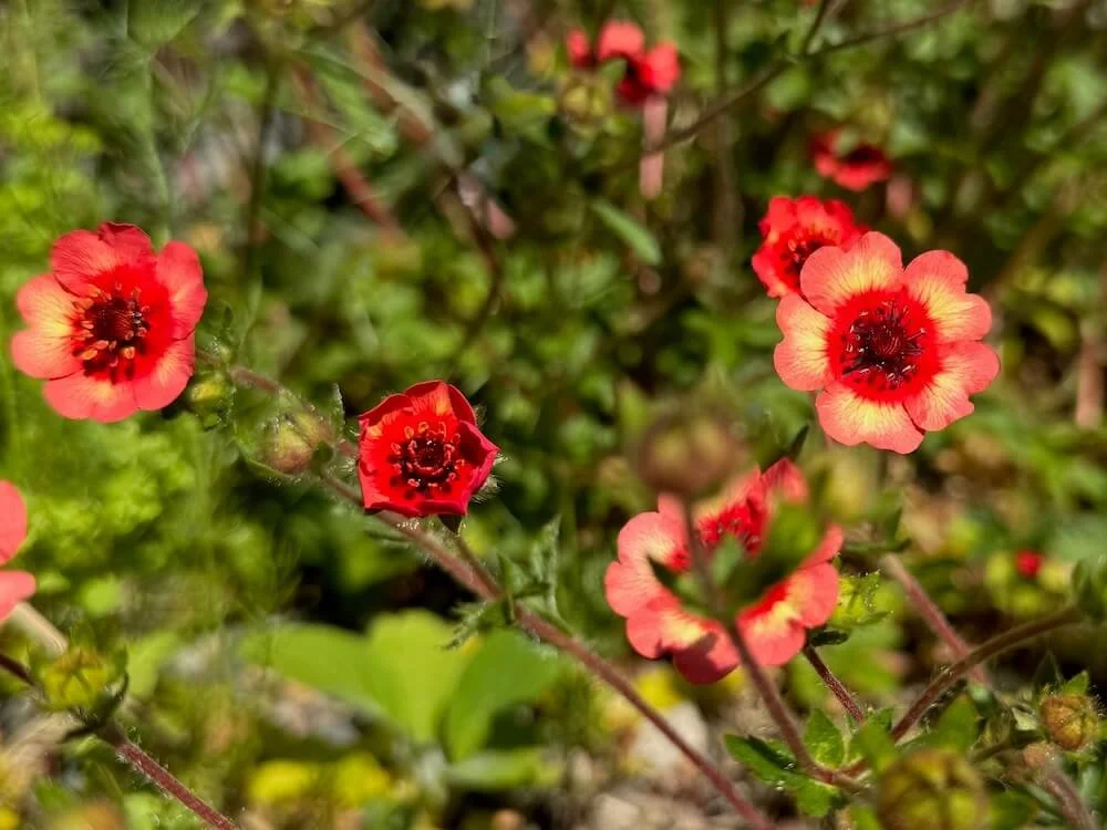 Potentilla nepalensis 'Melton Fire' | Melton Fire Cinquefoil