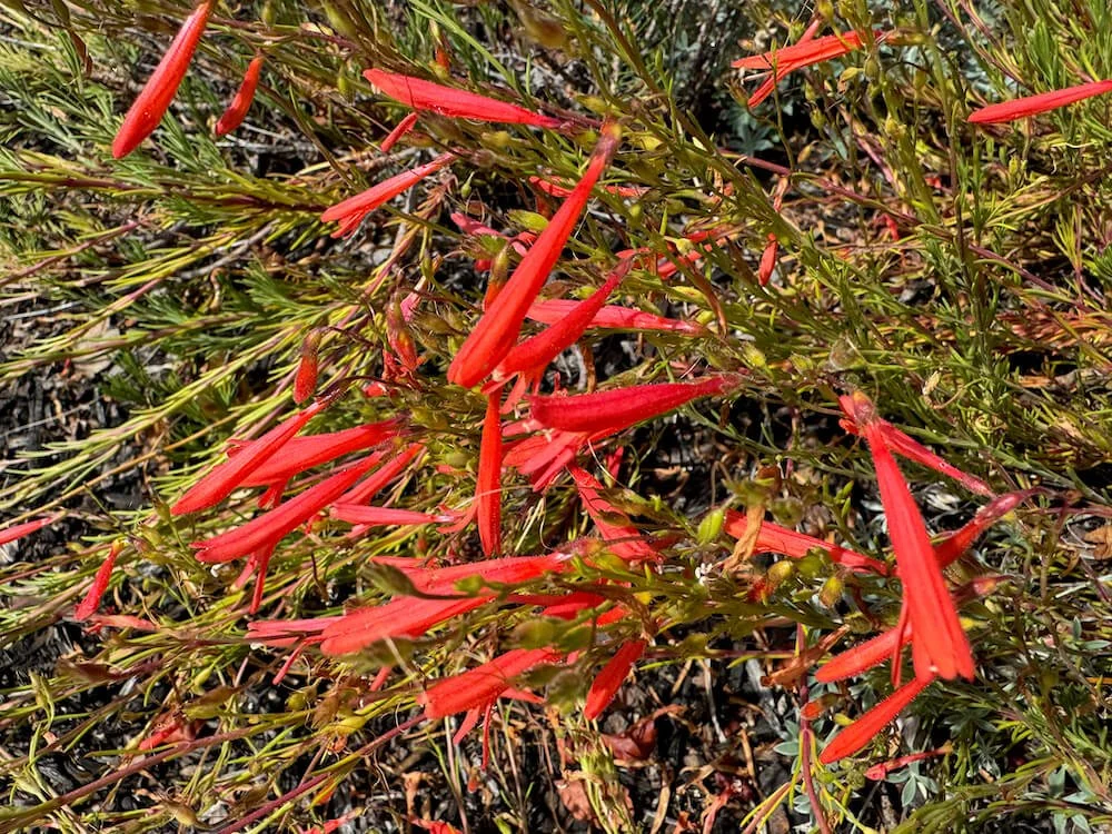 Russelia equisetiformis 01.jpeg