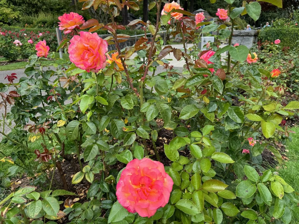Rosa 'Sheila's Perfume' 03.jpeg