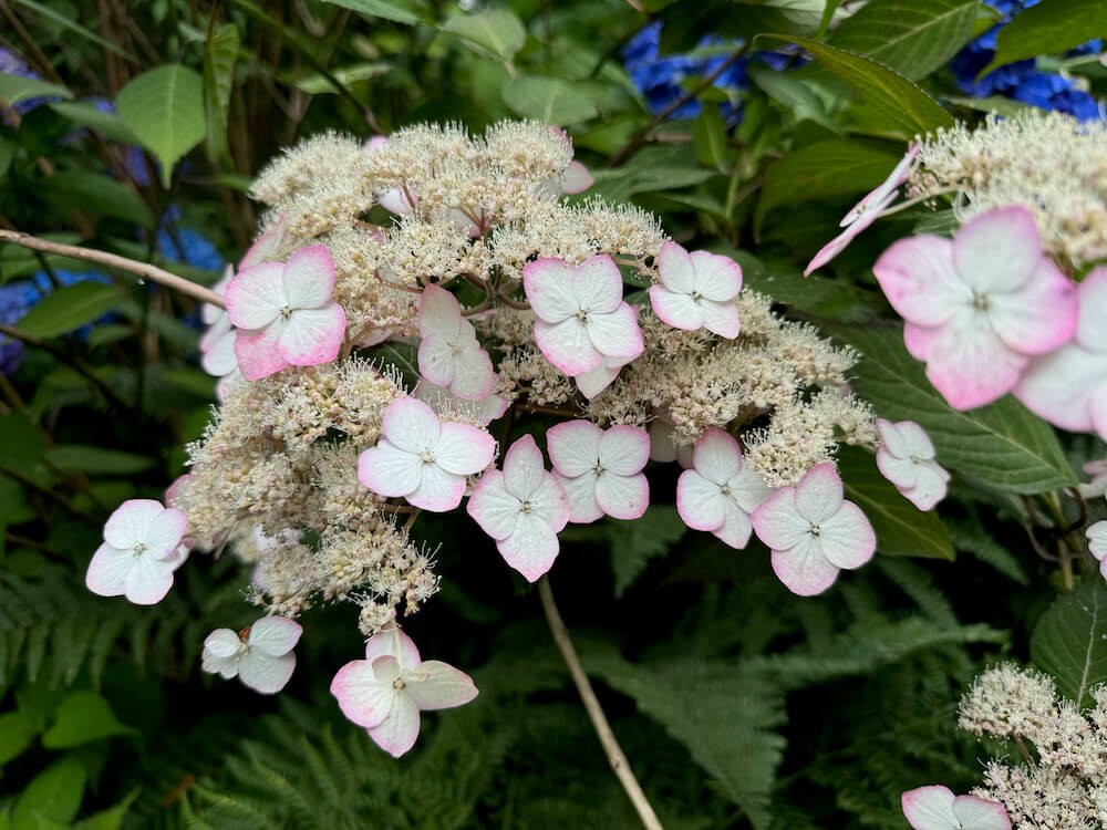 Hydrangea serrata 'Kiyosumi' 02.jpeg