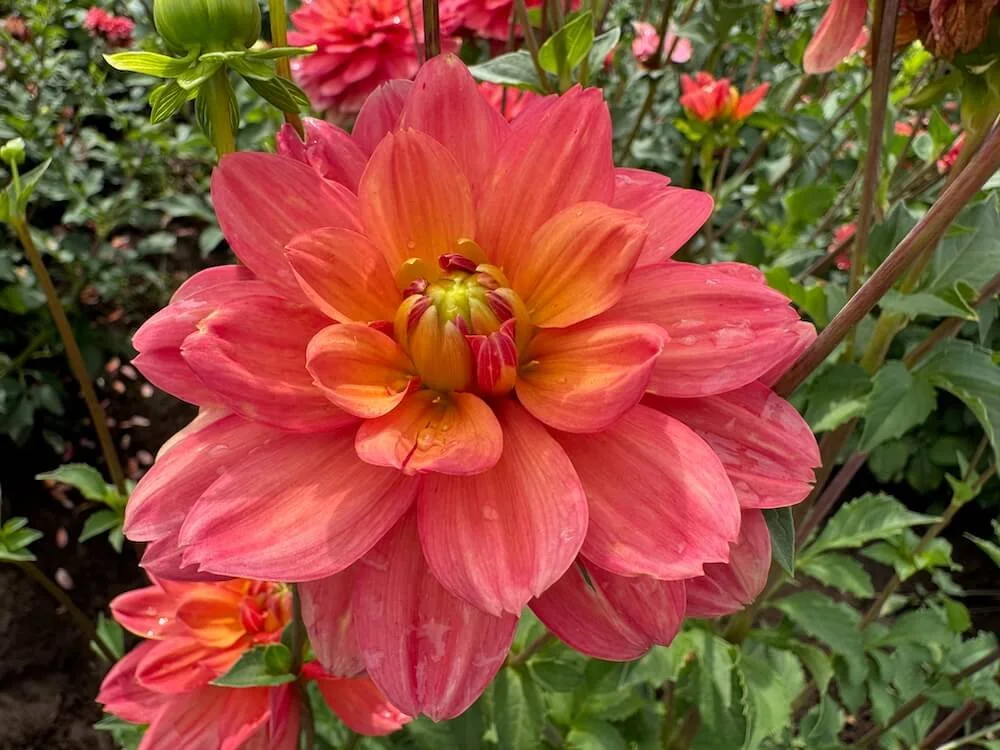 Dahlia 'Lora Ashley' 06.jpeg