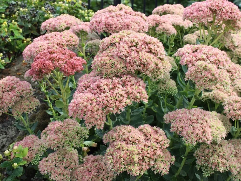 Hylotelephium spectabile 'Autumn Joy' 07.JPG