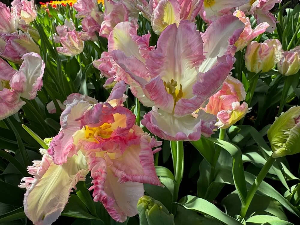 Tulipa 'Cabanna' 02.jpeg