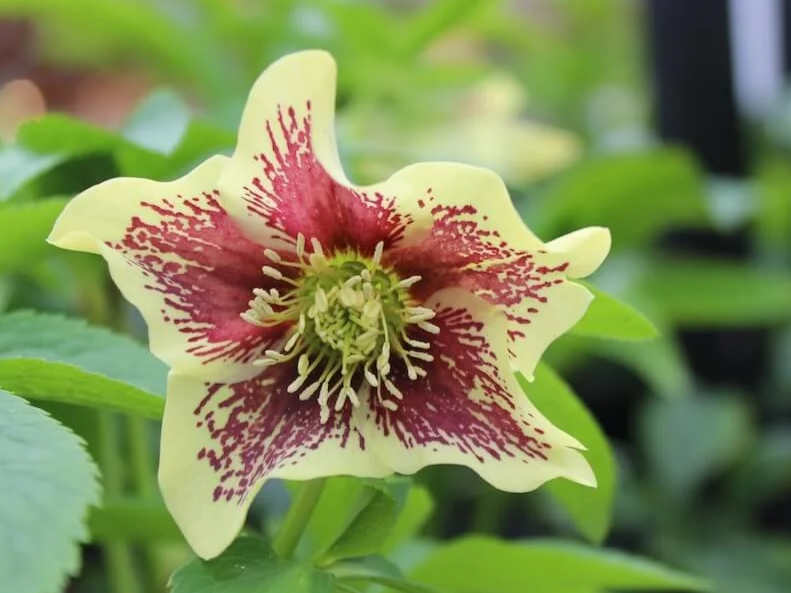 Helleborus x hybridus 'Rio Carnival' | Rio Carnival Lenten Rose