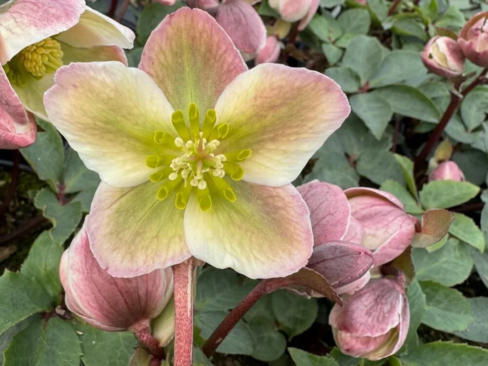 Helleborus x ericsmithii HGC 'Ivory Prince' | Ivory Prince Lenten Rose