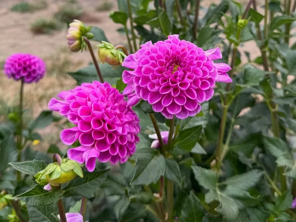 Dahlia 'Isabel' 02.jpeg