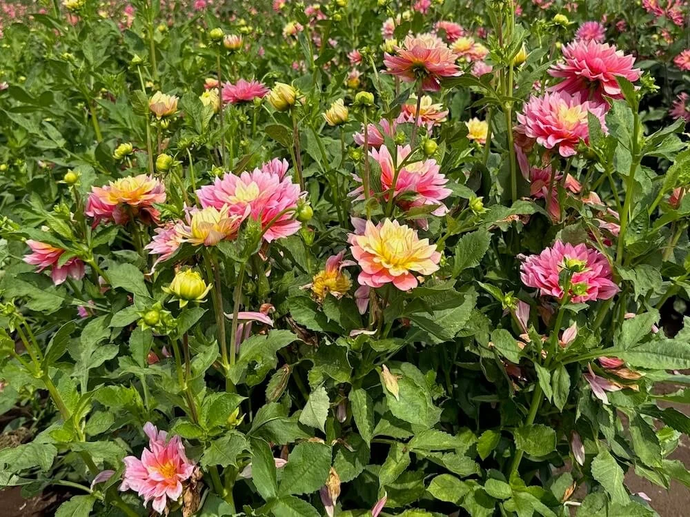 Dahlia 'Fairytale' 03.jpeg