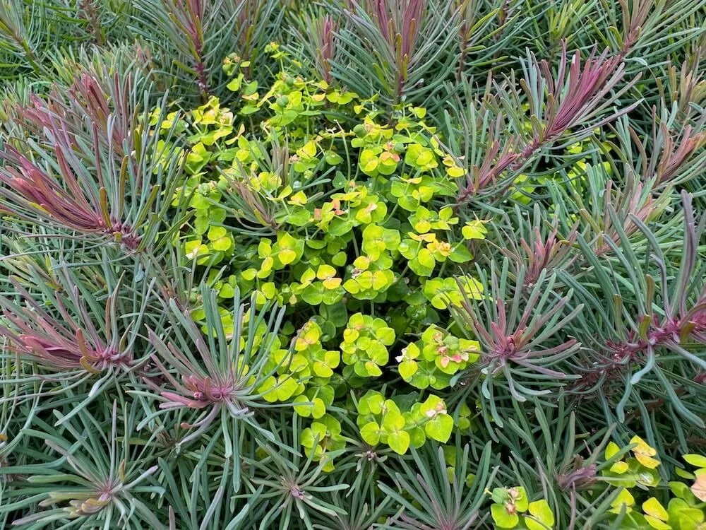 Euphorbia caparissus 'Fens Ruby' 07.jpeg