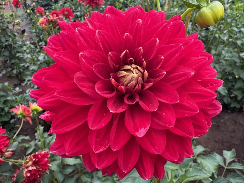 Dahlia 'Caliente' 02.jpeg