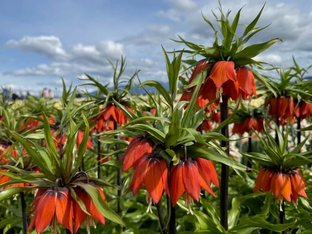 Fritillaria imperialis 'Rubra' 03.jpeg