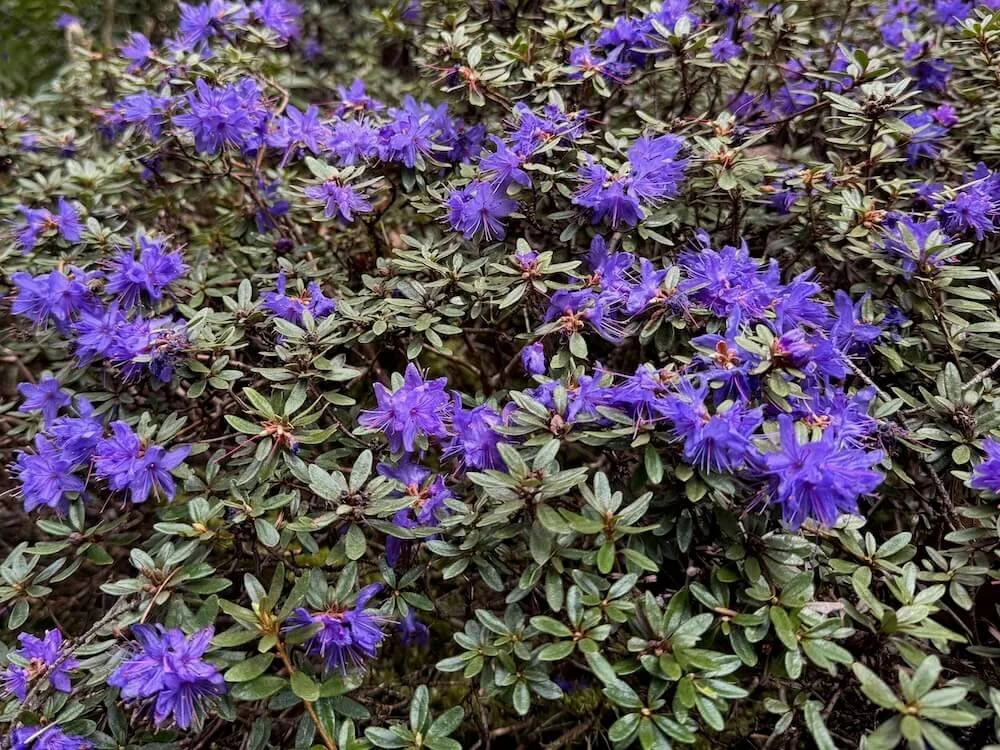 Rhododendron azurika 03.jpeg
