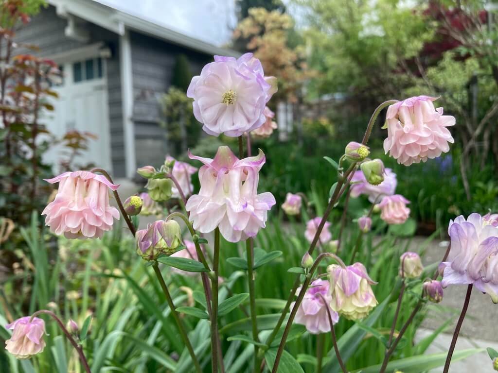 Aquilegia vulgaris 'Dorothy Rose' 02.jpeg