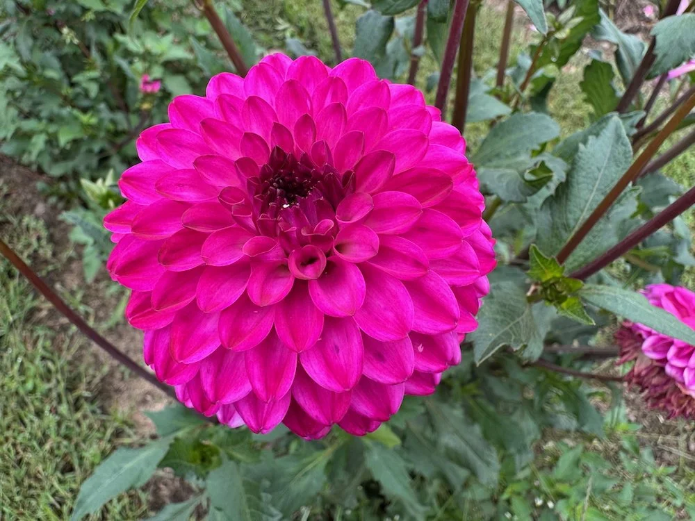 Dahlia 'Daniel Edward' | Daniel Edward Dahlia