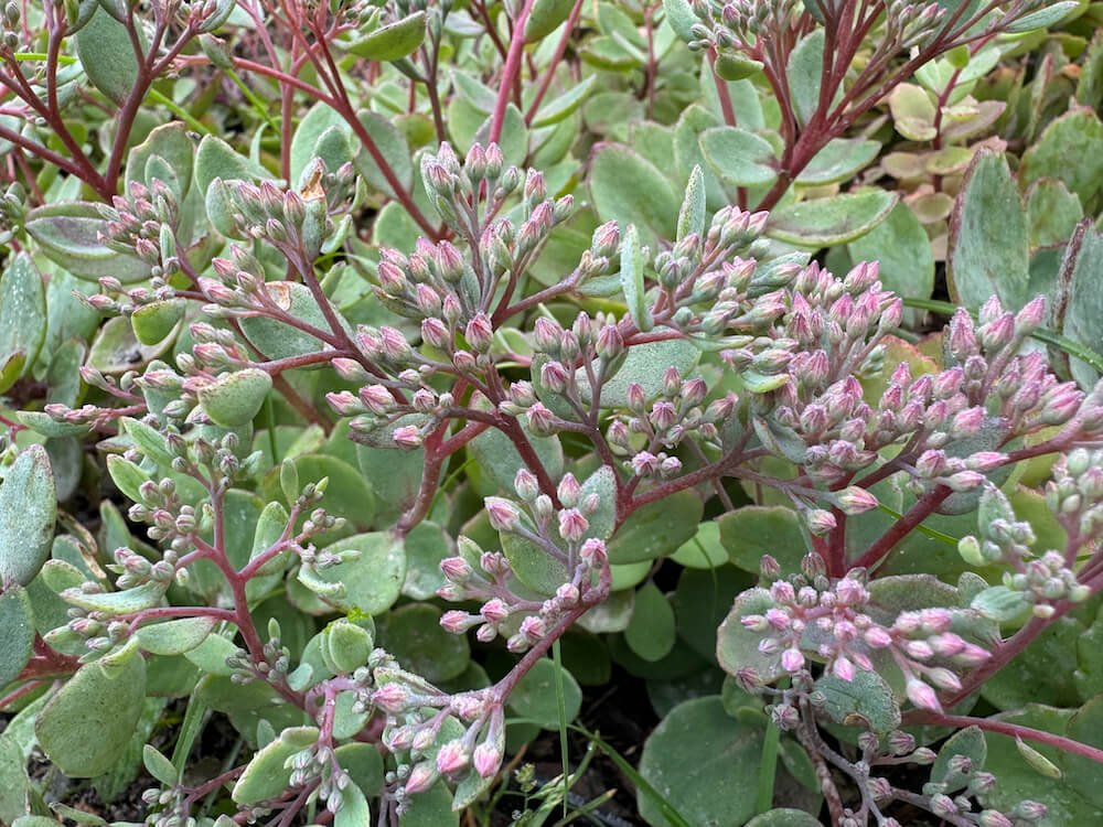 Hylotelephium 'Dazzleberry' 02.jpeg
