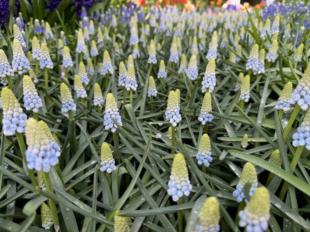 Muscari aucheri 'Ocean Magic' 02.jpeg