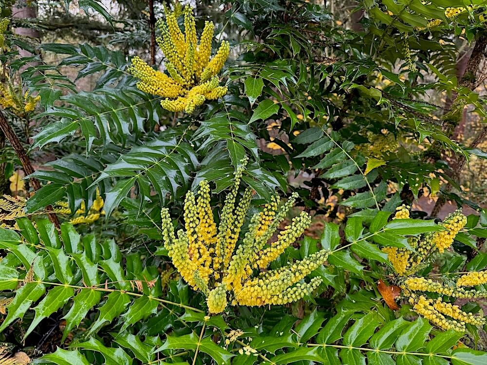 Mahonia x media 'Charity' 01.jpeg
