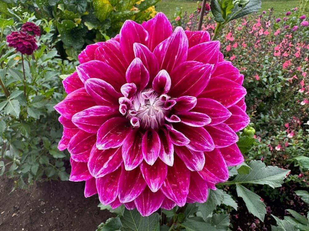 Dahlia 'Uncle B' 01.jpeg