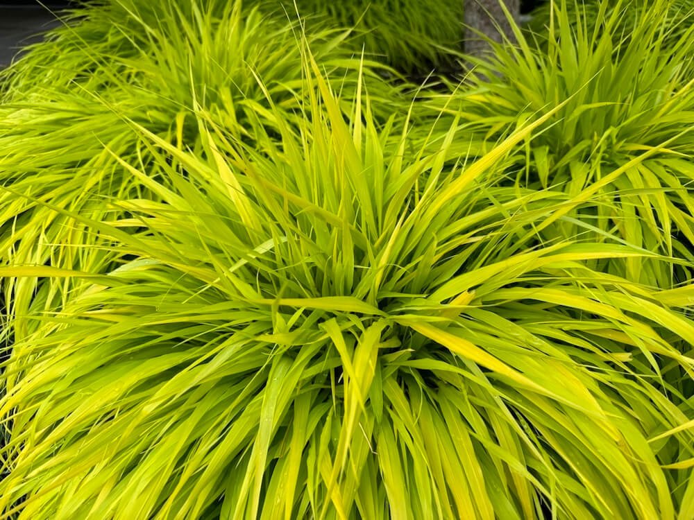 Hakonechloa macra ‘All Gold’ 03.jpeg