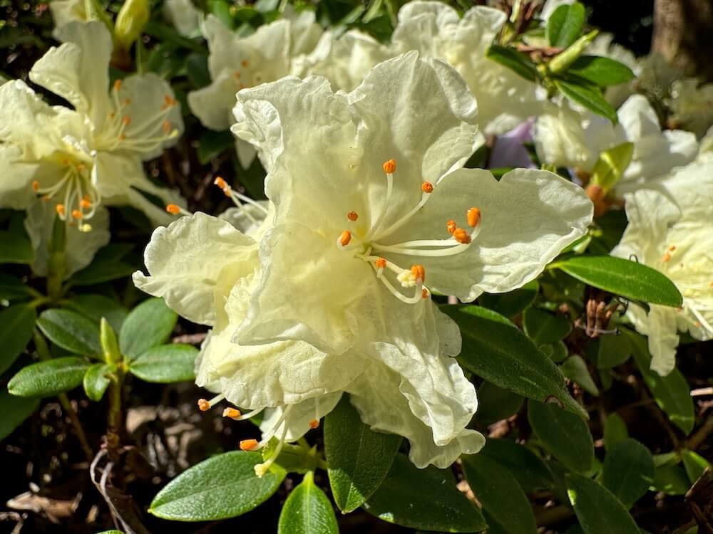 Rhododendron keiskei 'Yaku Fairy' 01.jpeg