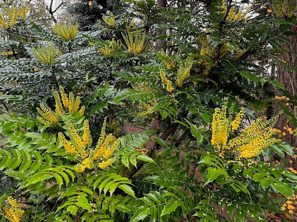Mahonia x media 'Charity' 04.jpeg