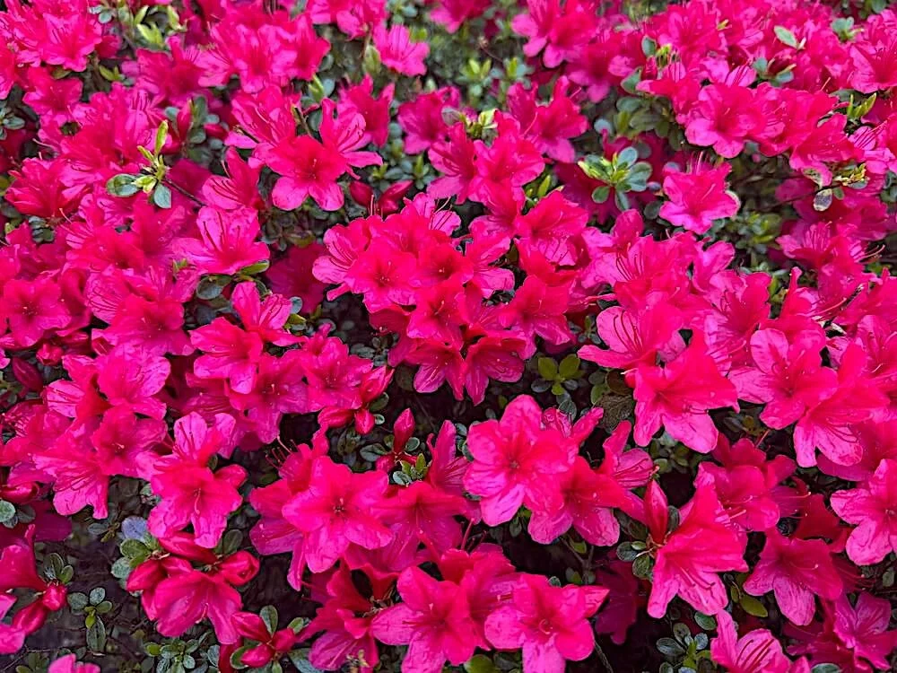 Rhododendron × 'Hino-Crimson' 01.jpeg
