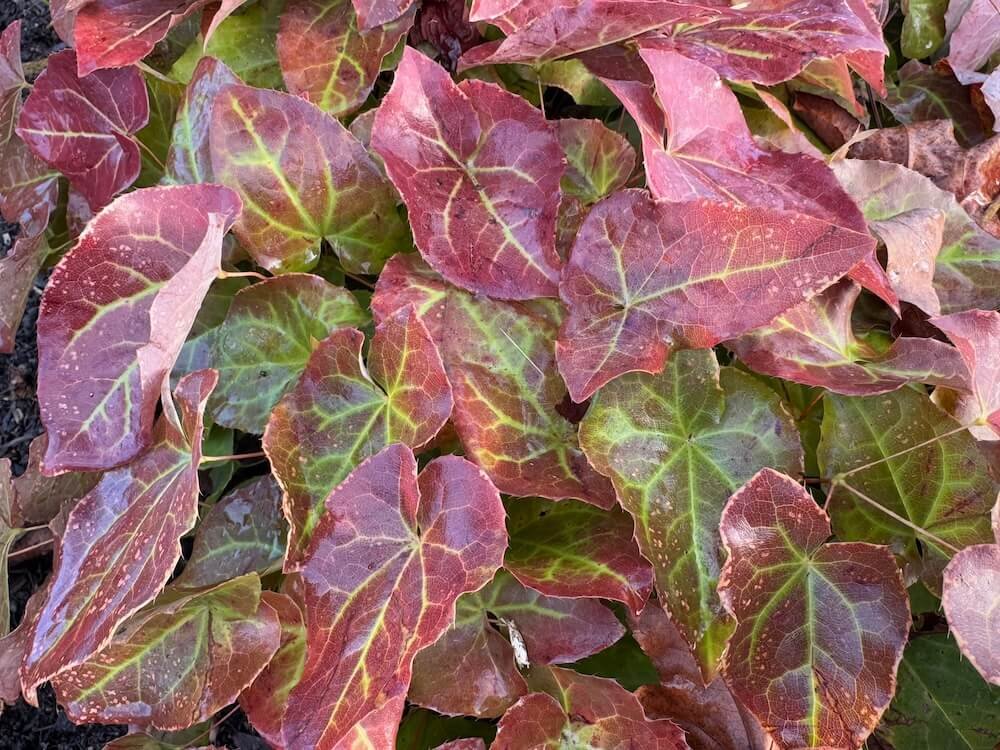 Epimedium x perralchicum 'Frohnleiten' 10.jpg