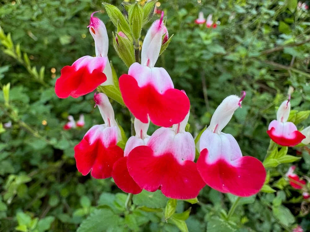 Salvia microphylla 'Hot Lips' 01.jpeg