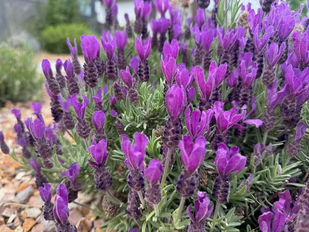 Lavandula stoechas 'Primavera' 04.jpeg