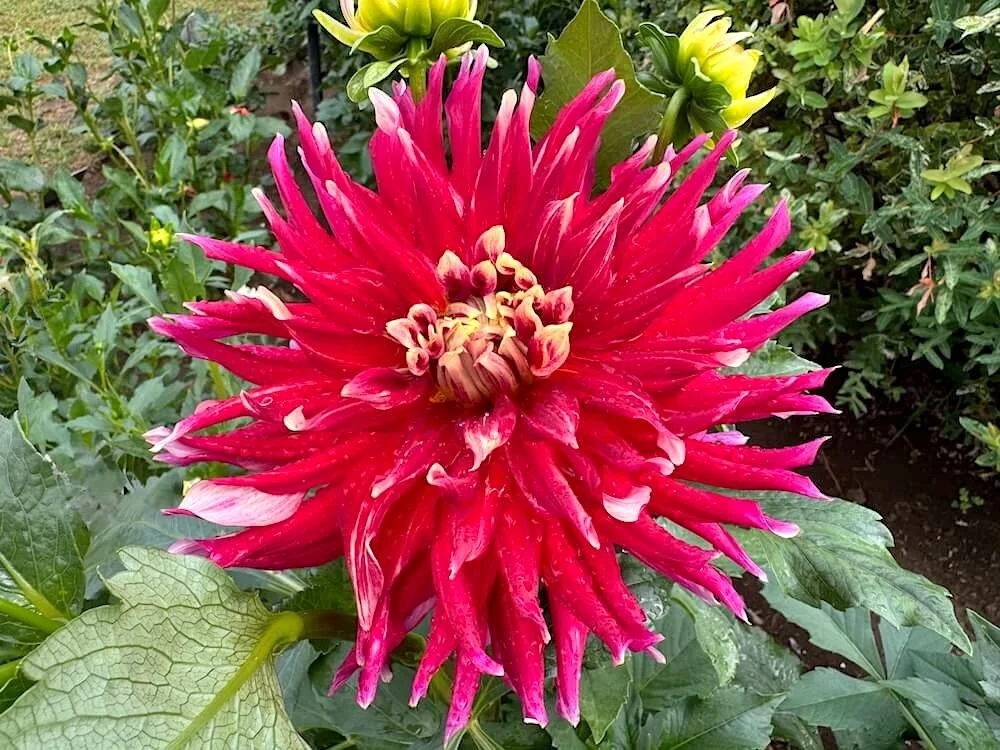 Dahlia 'Wildman' 03.jpeg