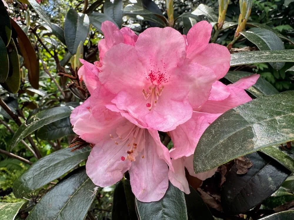 Rhododendron 'Marissa' 02.jpeg