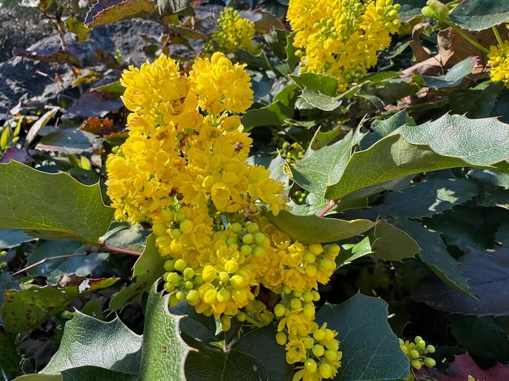 Mahonia repens 'MonRws' 01.jpeg
