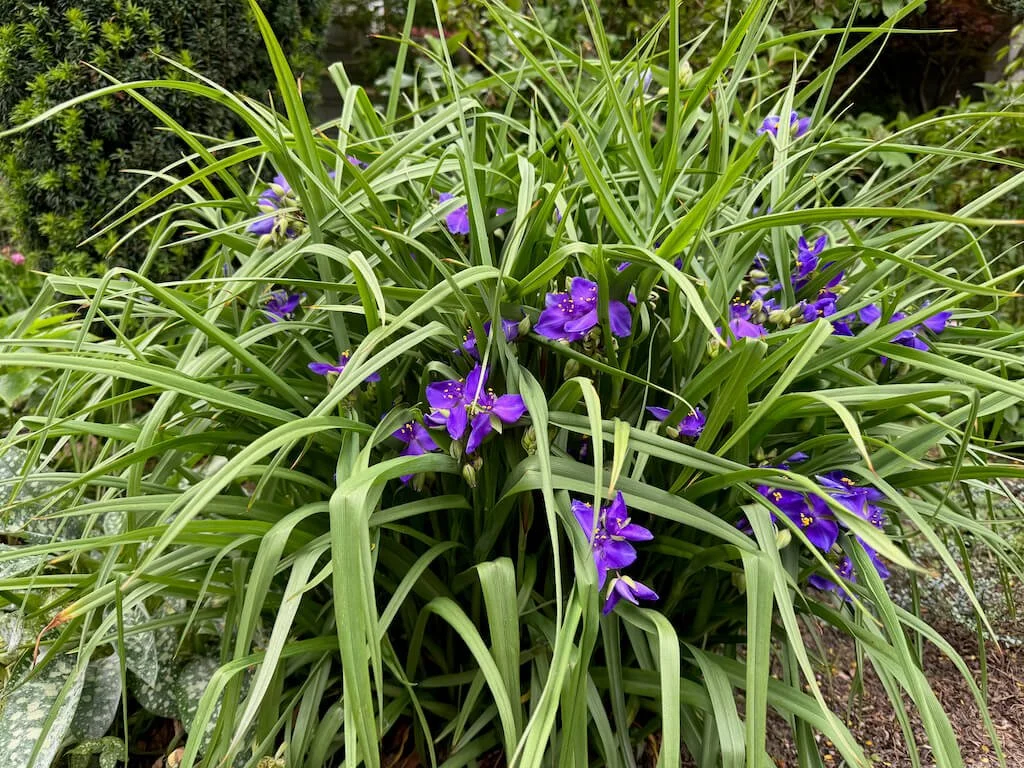 Tradescantia virginiana 03.jpeg